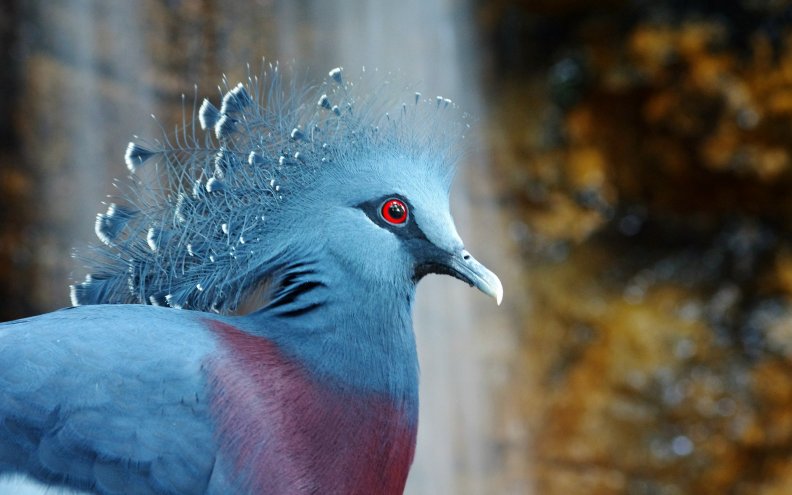 crowned_pigeon.jpg