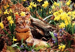 kitty among daffodils