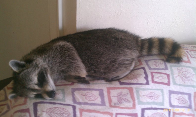 sleeping_raccoon.jpg