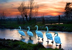 Walking Swans