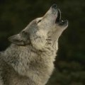 Howling_Wolf