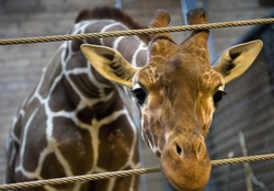 Giraffe Zoo Copenhagen