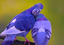 Pigeons in love