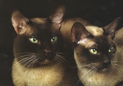 Burmese cats