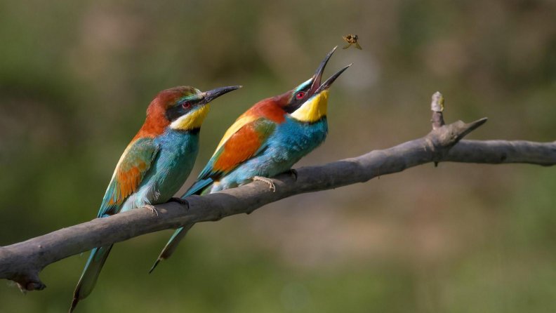 colorful bee catcher birds