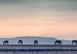 horses grazing in a foggy winter morning
