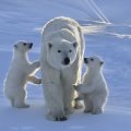 Cute Polar Bears for Tony(Nannouk)