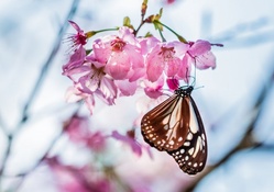 Butterfly on Cherry Blossom