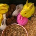 DYED BUNNIES