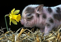 a piglet and a daffodil