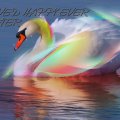 beautifu gorgeous swan