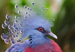 Crowned pigeon
