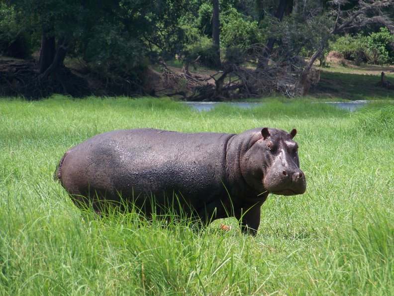 Hippopotamus @ Chobe river