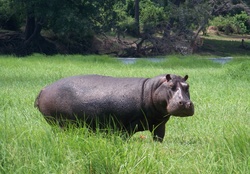 Hippopotamus @ Chobe river