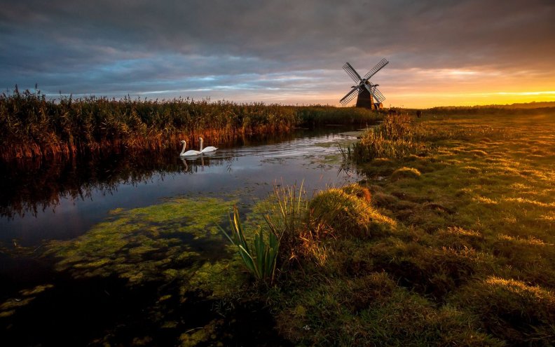 swans_in_a_river_by_a_windmill.jpg