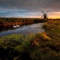 swans in a river by a windmill