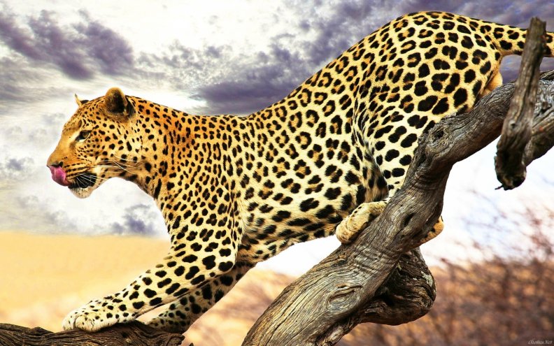 leopard_on_the_prowl.jpg