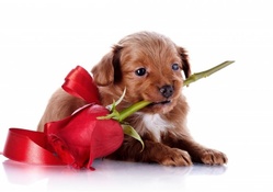 puppy with a rose