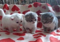 so sweet kitties