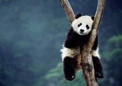 Cute panda bear on tree