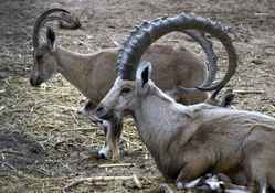 Big Horn Sheep Family