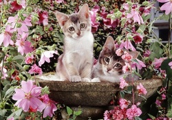 ♥ Kittens among flowers ♥