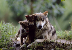 mother wolf