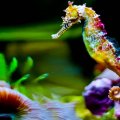 Seahorse, Rainbow Colored