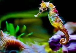 Seahorse, Rainbow Colored
