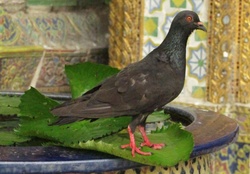 Bird in the temple