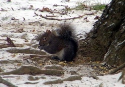 Grey Squirrel Eating Nuts