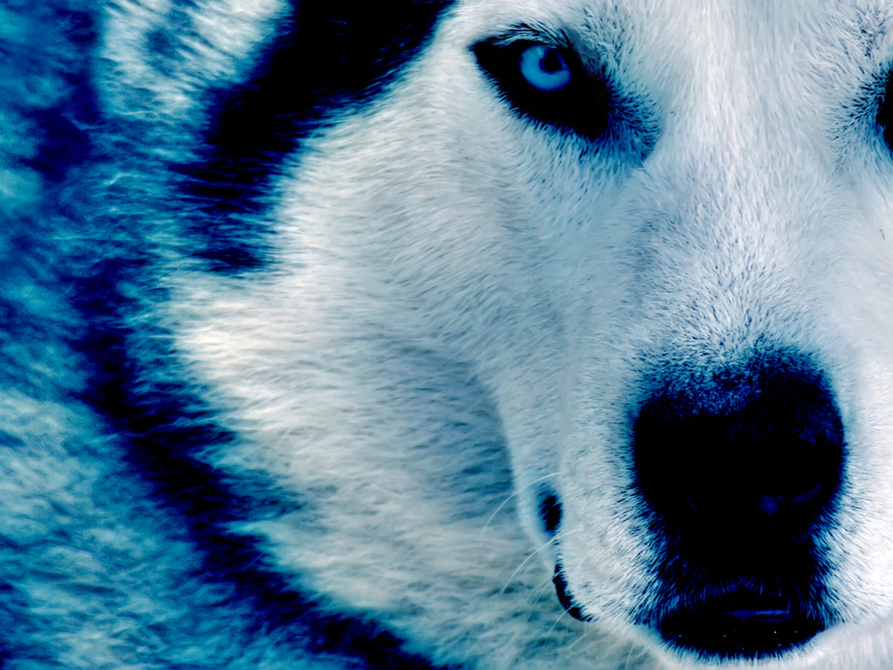 _Beautiful wolf_