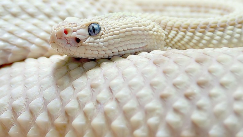 white snakes