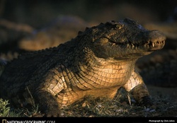 large croc