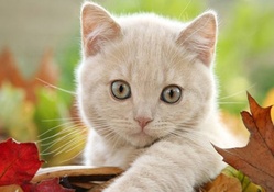 cute white kitty for kate