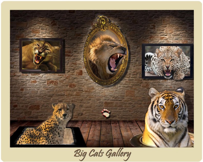cats gallery