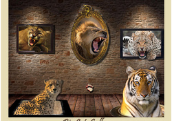 cats gallery