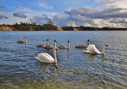 *** Swans on the pond ***