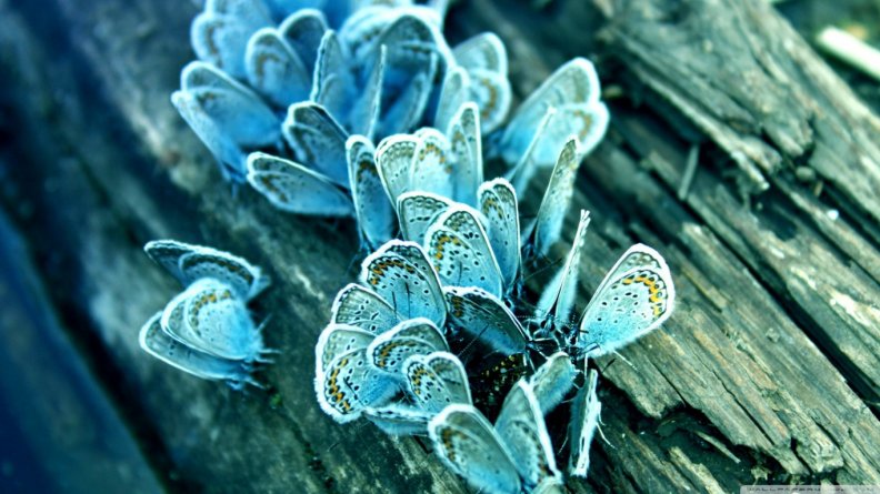 blue_butterflies.jpg