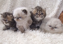 Cute Persian Himalayan Kittens