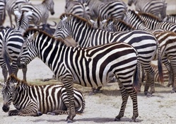 zebras,herding