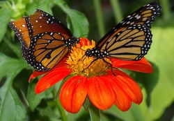 Two Butterflies on a Flower