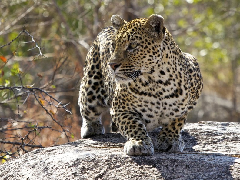female_leopard.jpg