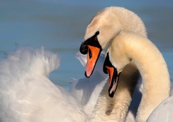*** Swan love ***