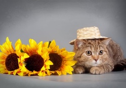 *** Cat with sunflowers ***
