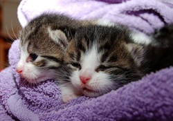 2 Beautiful Kittens!