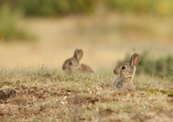Wild rabbits