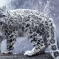 *Snow leopard *
