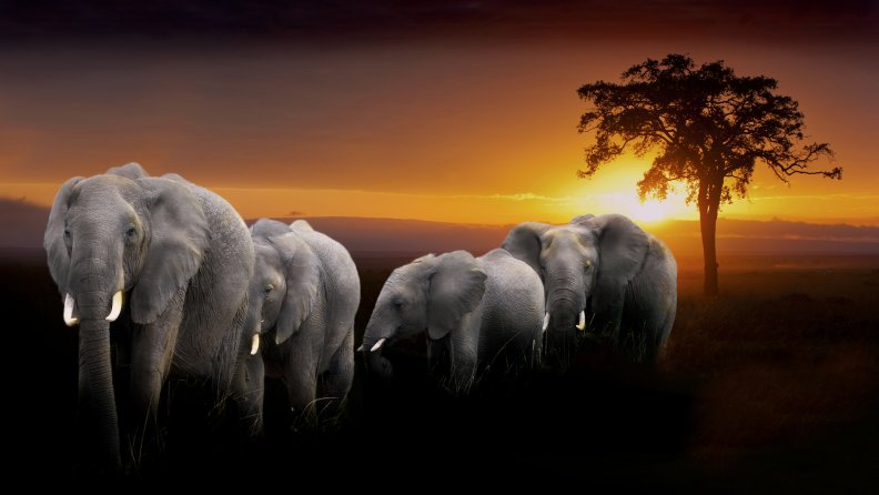a herd of elephants at sunset in africa