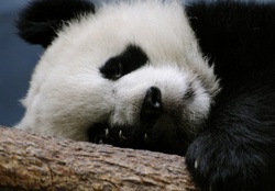 Cute Panda Sleeping On A Branch